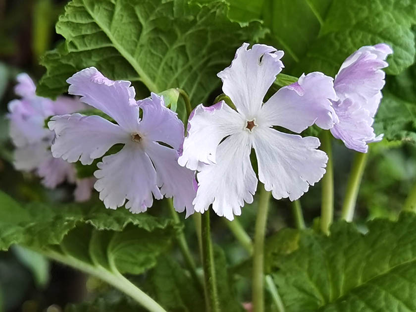 Primula sieboldii 'Westport'